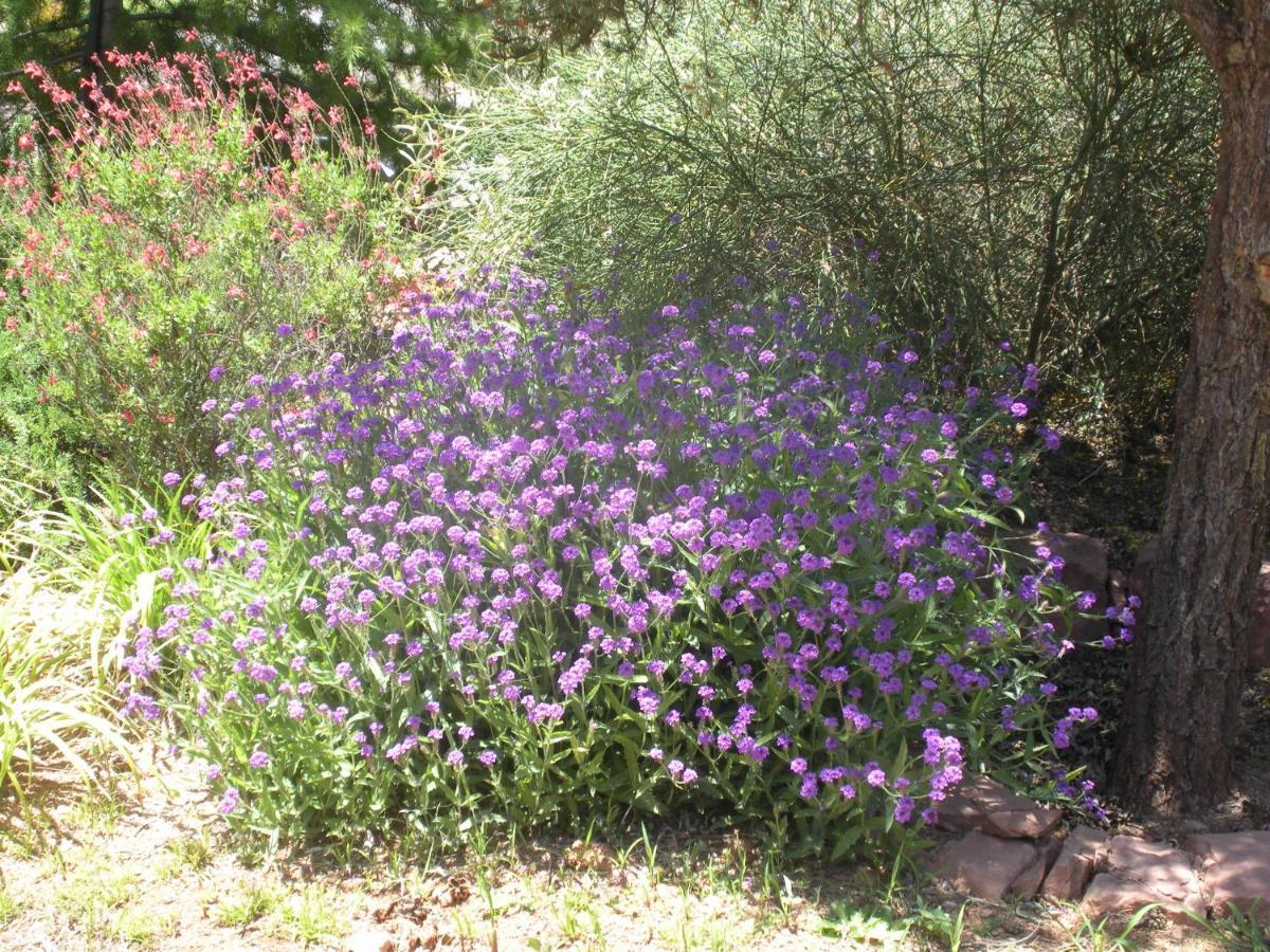 Alma De Sedona Inn B&B 外观 照片